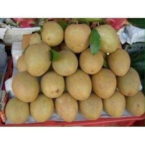 Cây hồng xiêm xoài