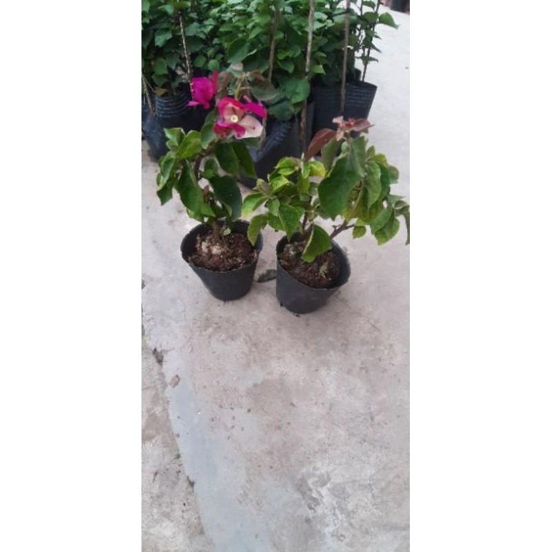Hoa Giấy Đổi Màu Siêu Đẹp 681sp