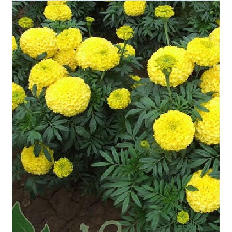 Bộ 2 gói hạt giống hoa cúc vạn thọ