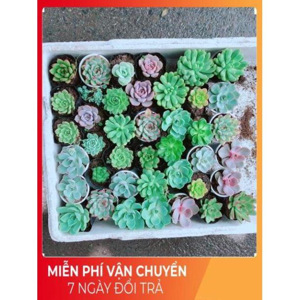 Combo 10 cây sen đá