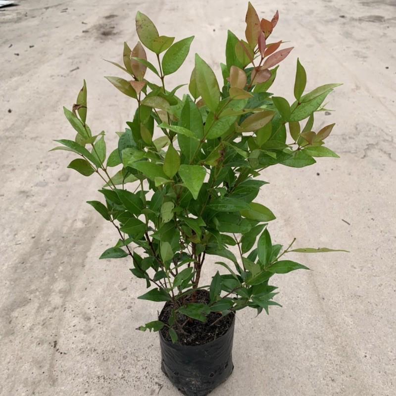 Cây hồng lộc cao 40cm, cây công trình sống lâu năm, dễ trồng và chăm sóc, phù hợp trang trí công viên và ven tường rào