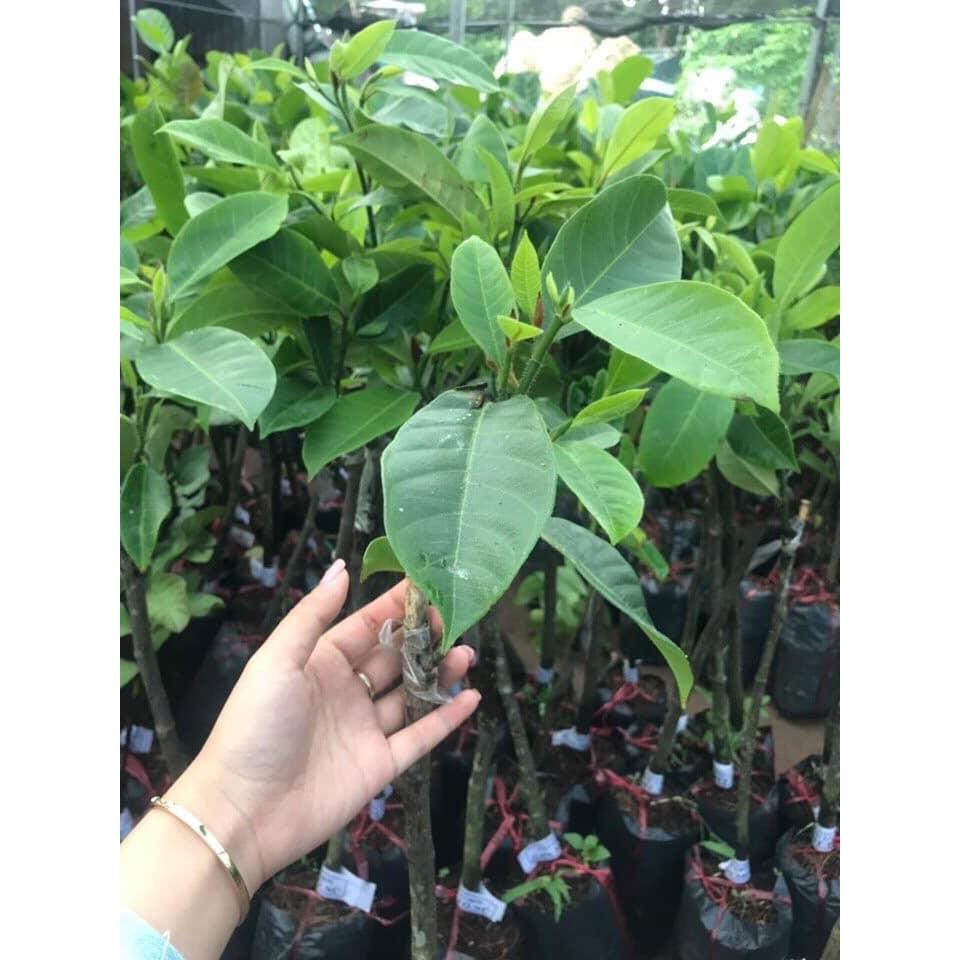 Cây Mít Tố Nữ