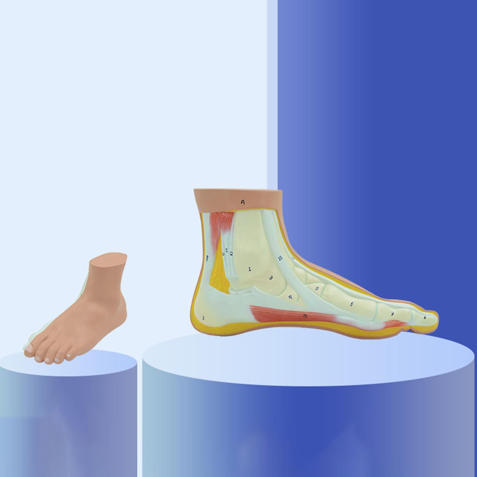 Human Foot Model Anatomy Learning Anatomical Models for Teaching Aid