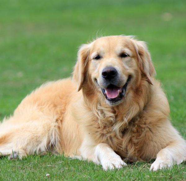 Nat and Jules Sitting Large Golden Retriever Dog Children's Plush Stuffed Animal Toy