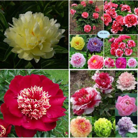 Hạt giống hoa mẫu đơn mix 10 hạt/gói