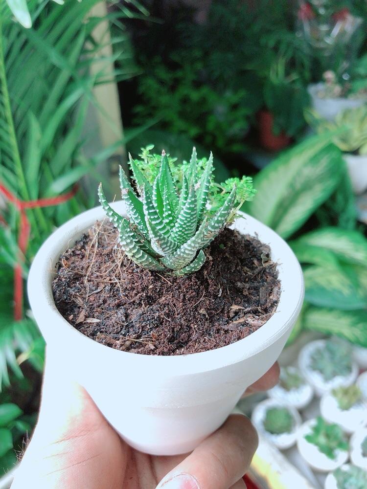 Chậu Cây Xương Rồng Mini