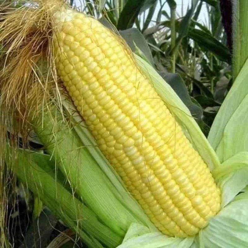 Gói 30 hat giống ngô ngọt vàng