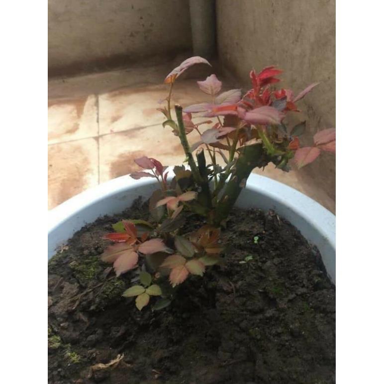 COMBO 3 Cây Hoa Hồng cổ