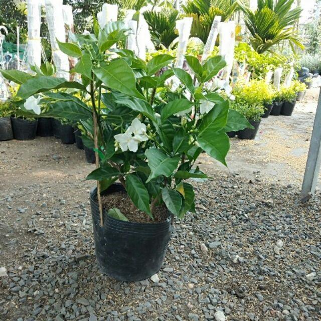 Cây hoa lài tây - Cây cảnh sân vườn + tặng phân bón cho cây