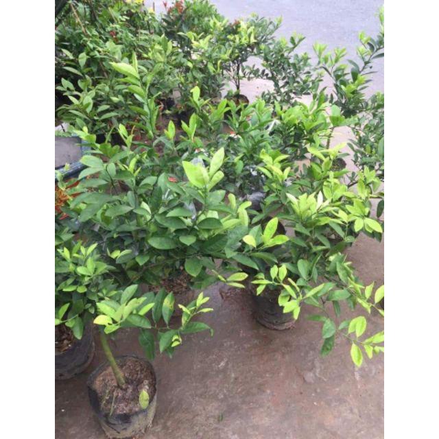 Sản phẩm CHANH TỨ QUÝ SẴN QUẢ