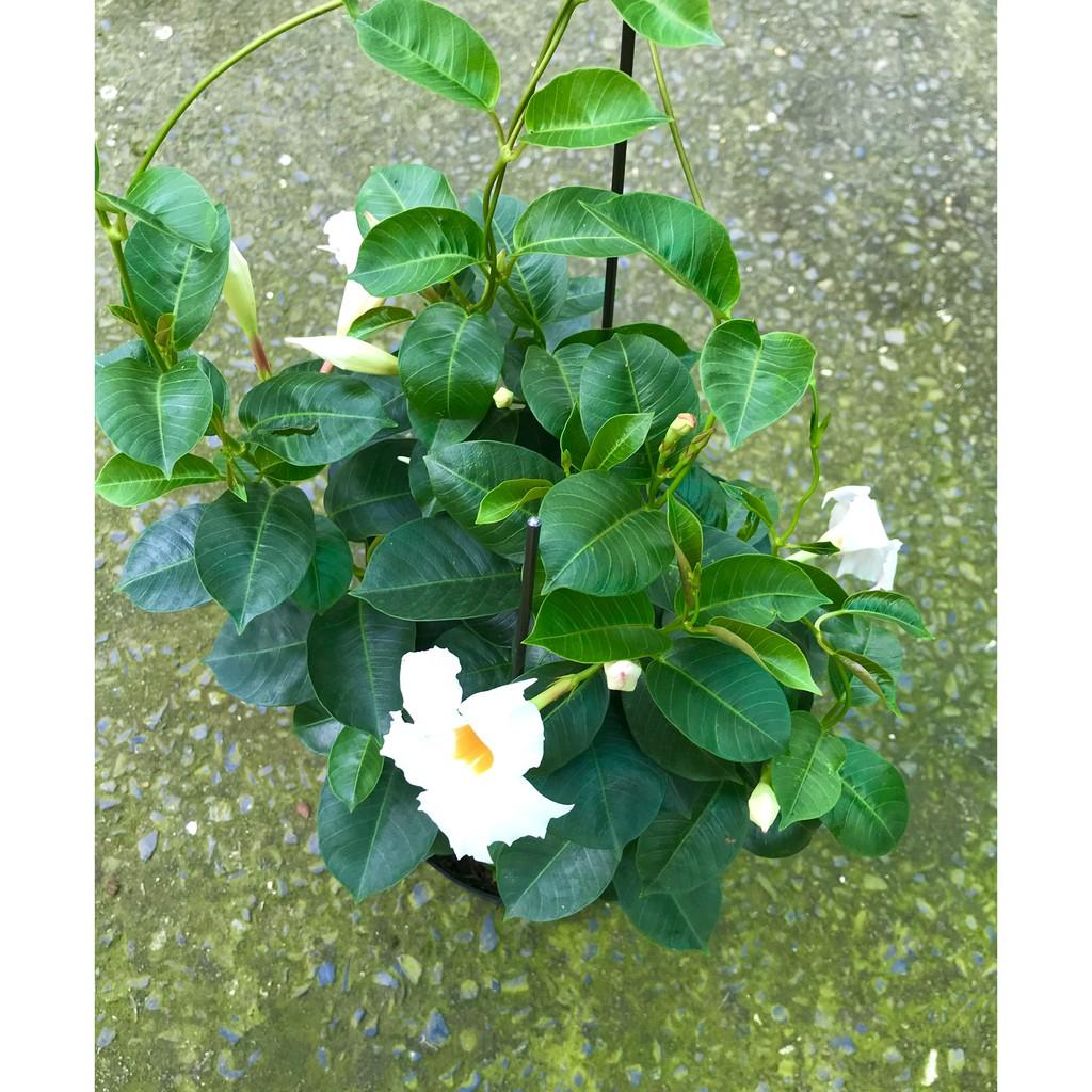 Chậu dây leo Huỳnh Anh hoa trắng