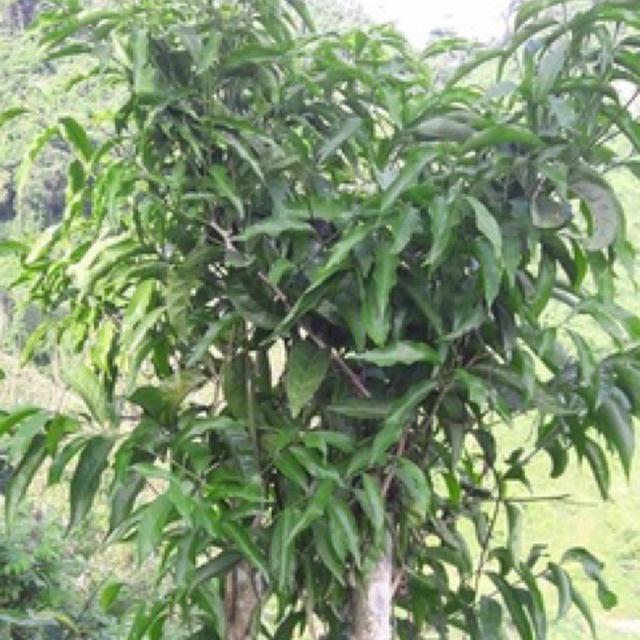 Cây rau ngót rừng ( rau sắng) cao 15-20 cm