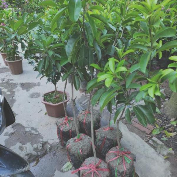 Hồng xiêm xoài cây choai sẵn nụ