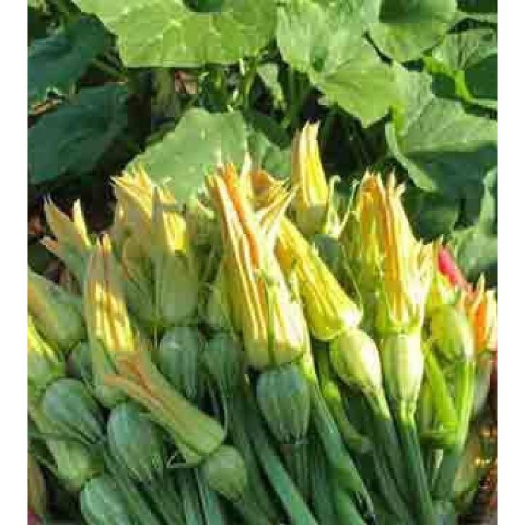 Hạt giống bí siêu nụ lai F1 10gram/gói