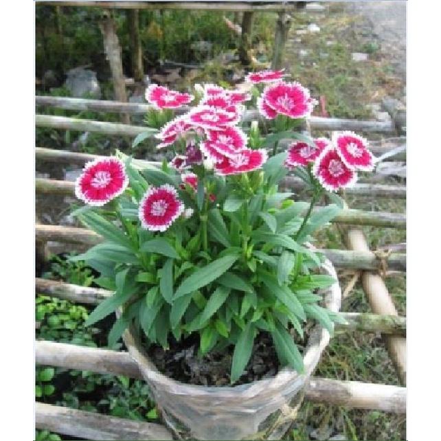 Hạt giống hoa cẩm chướng đơn nhiều màu CT413 - Gói 50 hạt