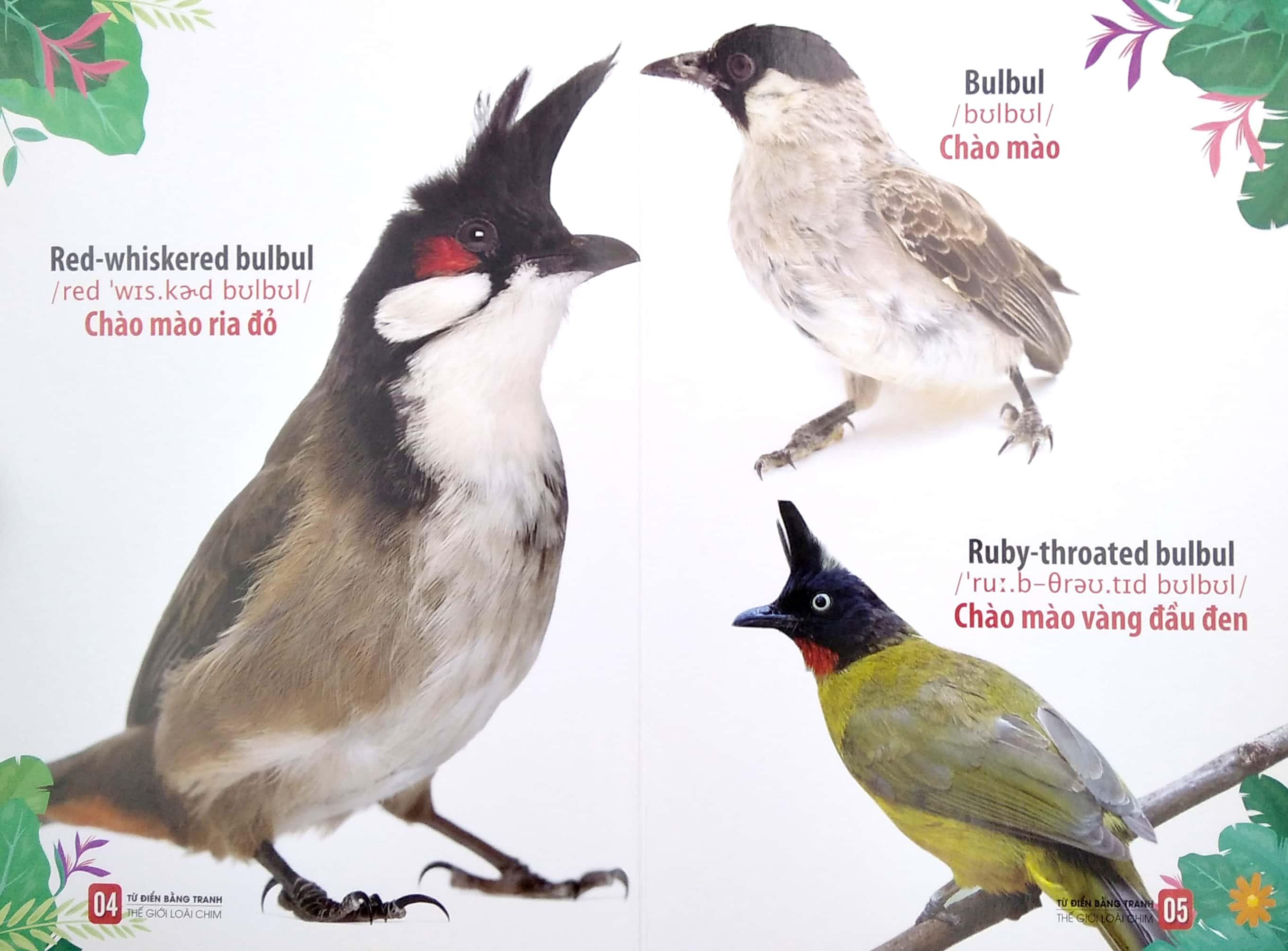 Bộ Sách Từ Điển Bằng Tranh: Động Vật Dưới Nước - Thế Giới Động Vật - Thế Giới Loài Chim