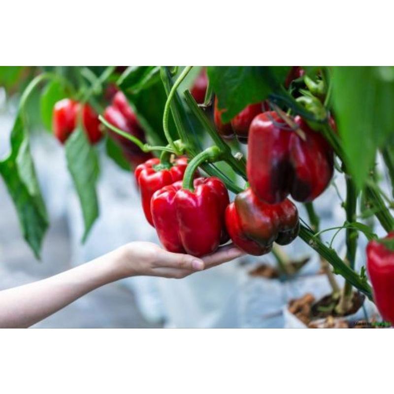 Hạt giống Ớt Chuông Ngọt lùn cơm dày