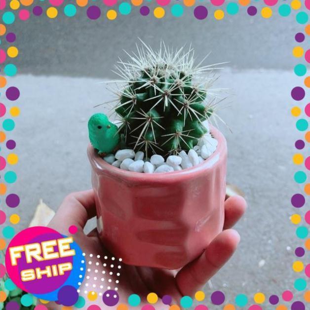 Chậu Xương Rồng Kim Hổ