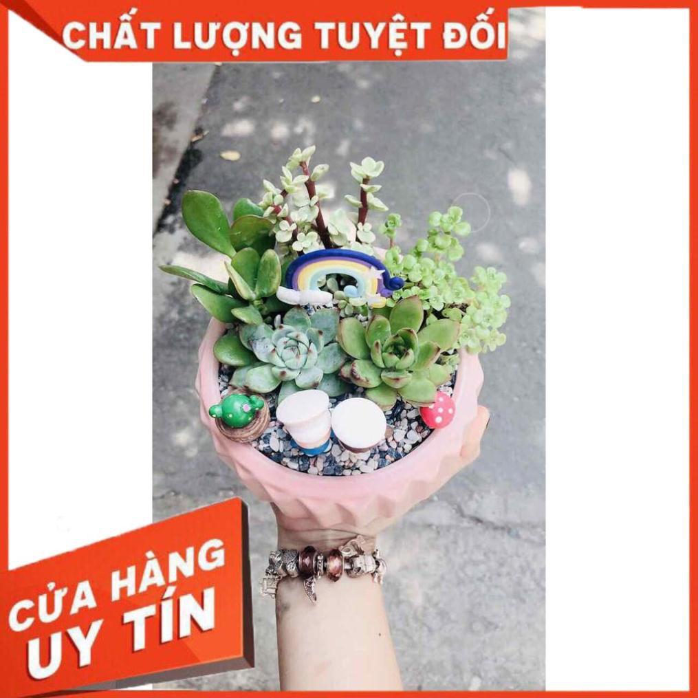 Chậu sen đá tiểu cảnh Nhiều Người Mua