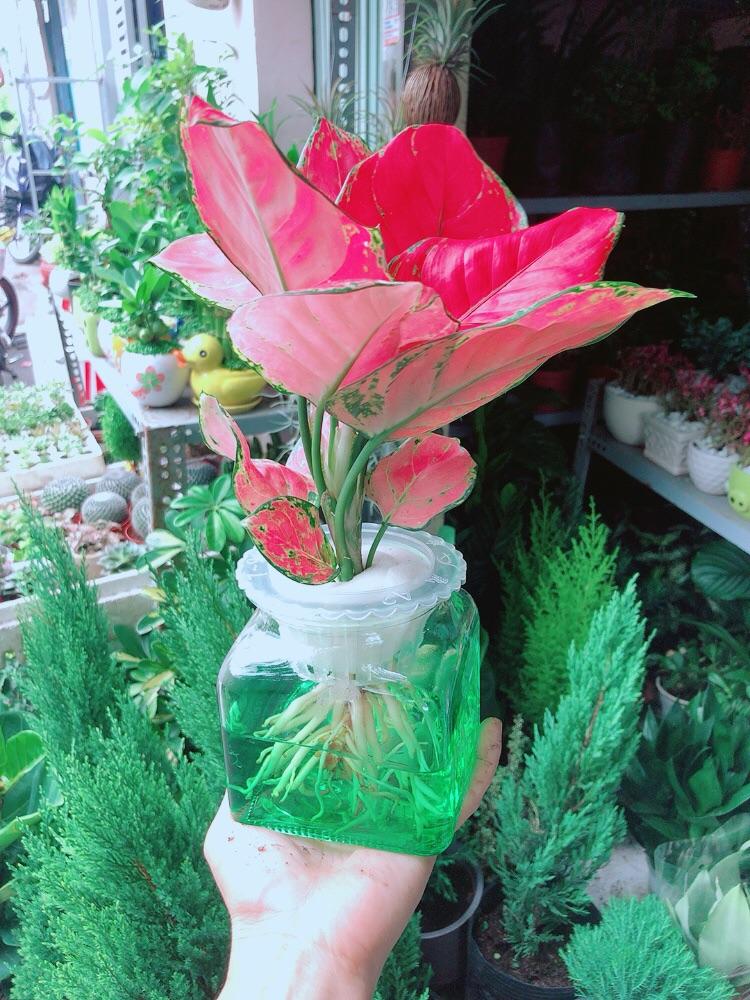 Chậu Cây Vạn Lộc Thuỷ Sinh