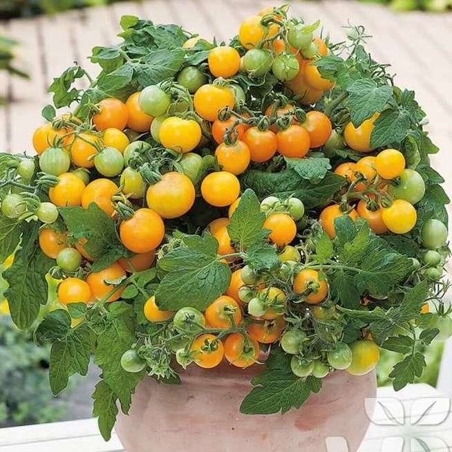 Hạt giống cà chua bi lùn vàng 30 hạt/gói