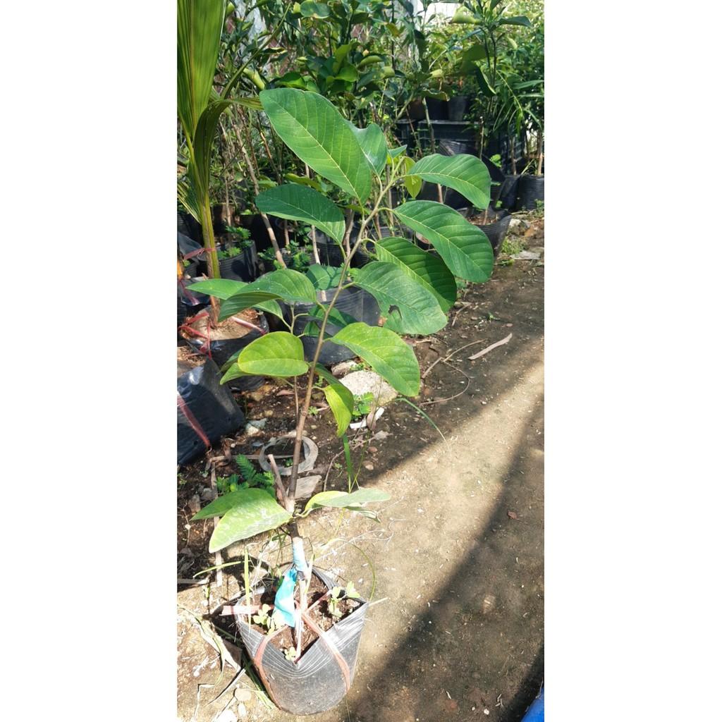 Cây giống na thái cao 60cm