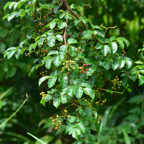 Cây giống Chè dây chuẩn