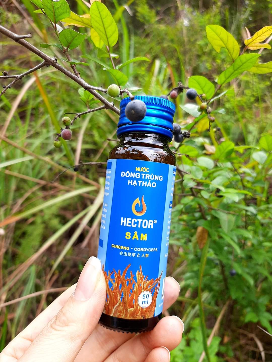 1 Chai Nước Đông Trùng Hạ Thảo Hector Sâm, Uống Trực Tiếp, Tăng Sức Đề Kháng, Tăng Cường Sinh Lý Nam Nữ, Tăng Tiết Sữa Cho Mẹ, Bảo Vệ Chức Năng Gan Thận, Giảm Say Tàu Xe, Nam, Nữ, Người Lớn Tuổi Đều Dùng Được