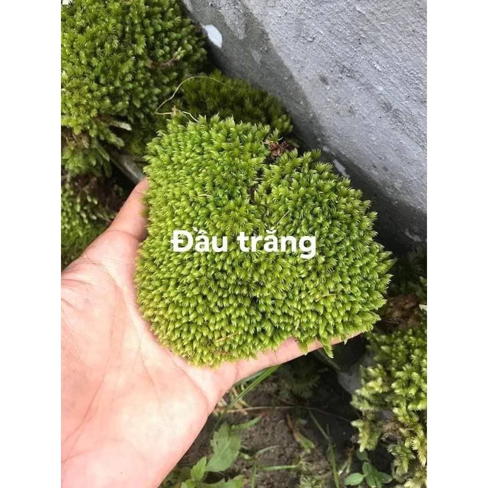 Rêu dùng cho bán cạn, tiểu cảnh (rêu nhung, trác bá, đầu trắng, weeping...)