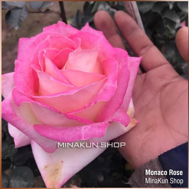 Hoa hồng ngoại Monaco Rose siêu đẹp