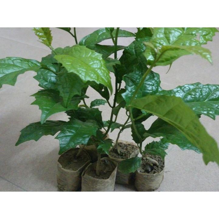 - Cây xạ đen với 5 công dụng thân kì