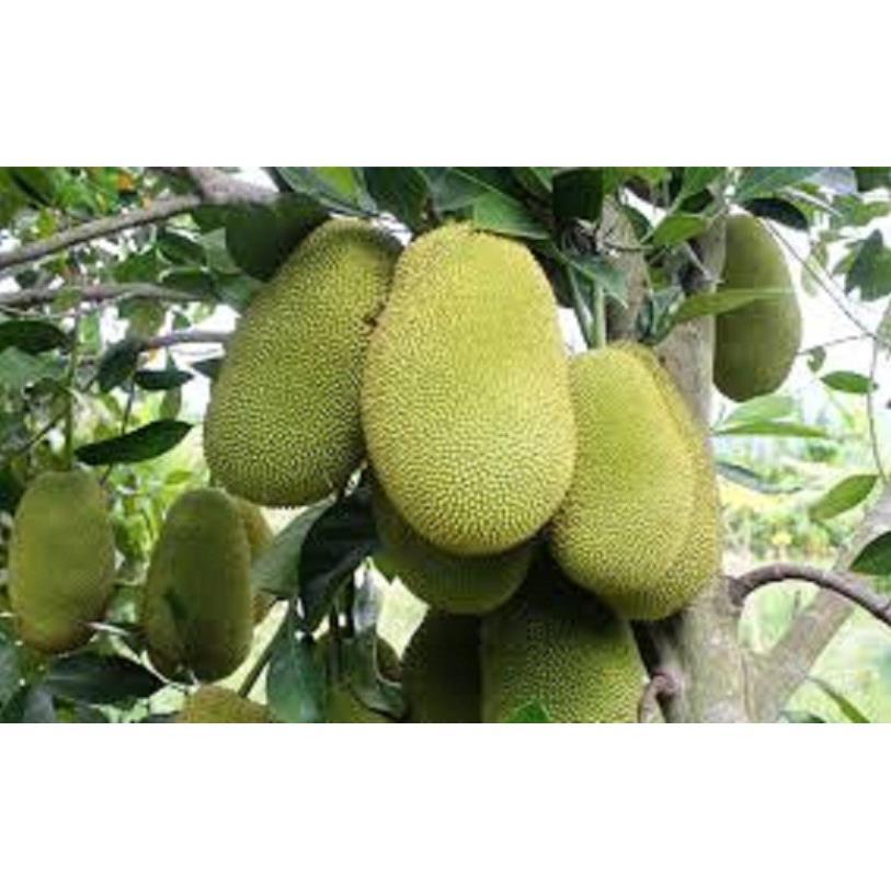 CÂY GIỐNG MÍT KHÔNG HẠT SIÊU NGỌT