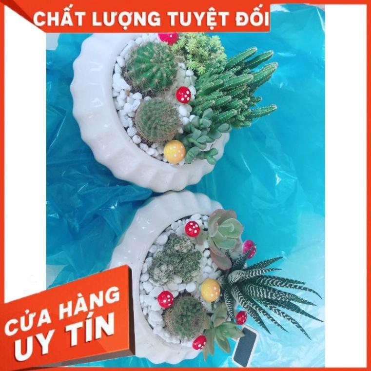 Chậu cây xương rồng mix Nhiều Người Mua