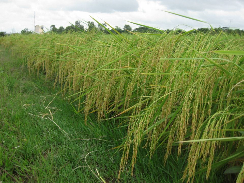 Gạo Ông Thọ Én Xuân