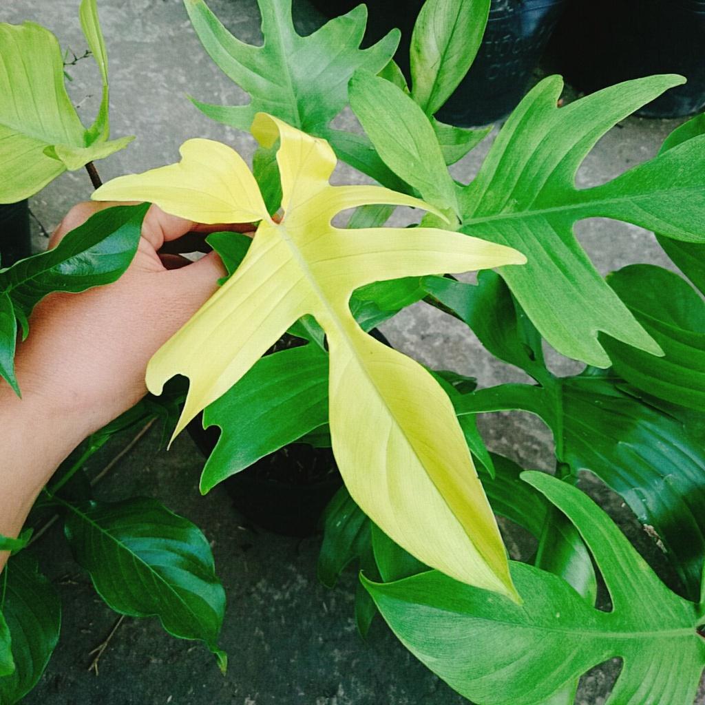 Trầu Bà Cánh Én Vàng - Philodendron Florida Ghost