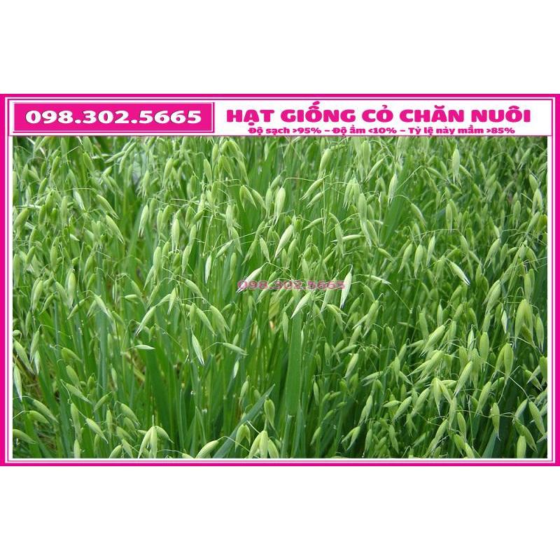1kg Hạt giống cỏ yến mạch trong chăn nuôi - cỏ chịu lạnh , chịu sương muối