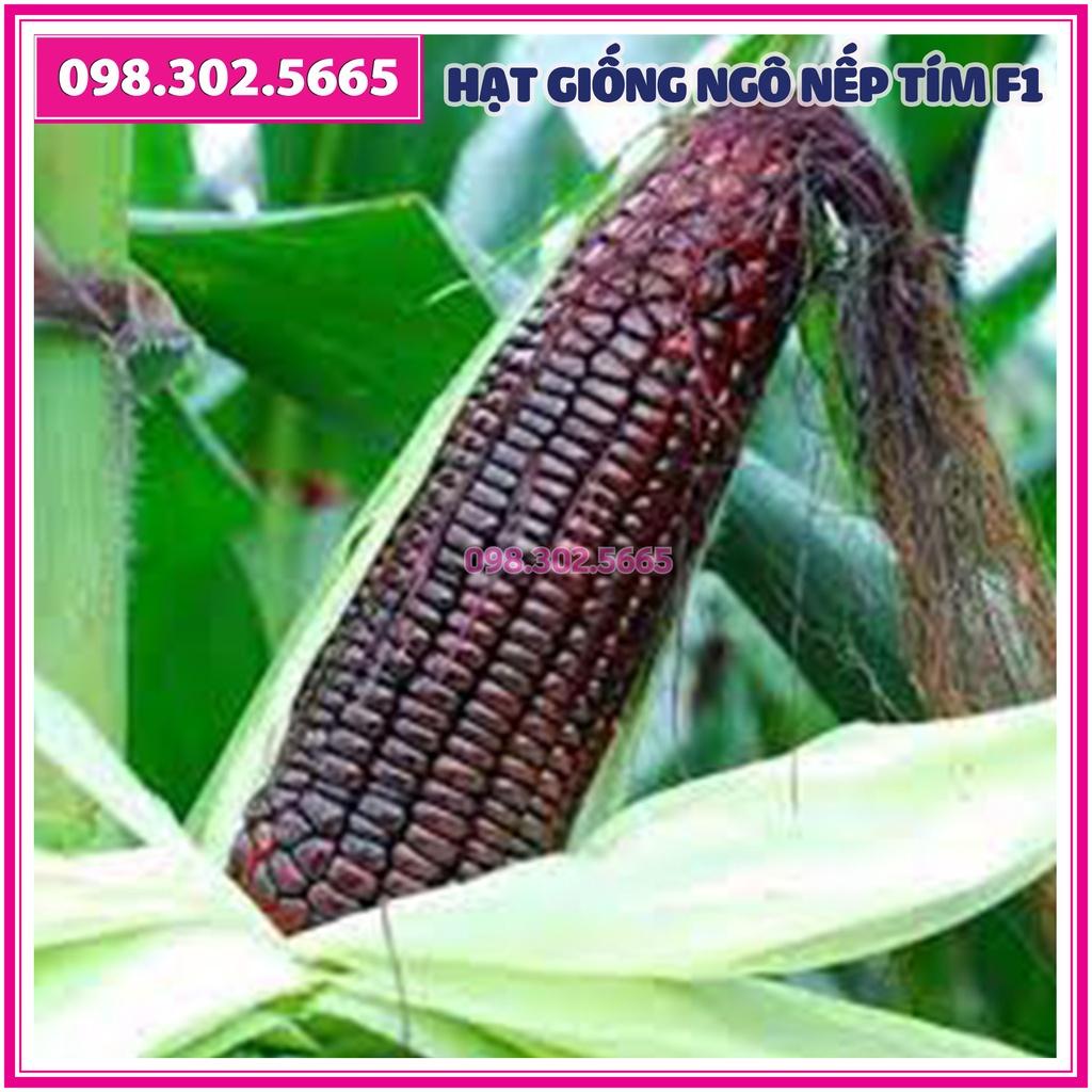 50g Hạt giống ngô nếp tím F1 - bắp nếp tím năng suất cao, chất lượng tốt