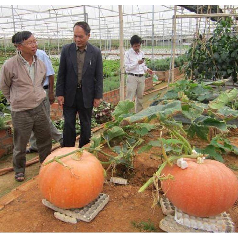 Combo 3 gói Hạt giống bí đỏ khổng lồ,hạt giống tốt ,giống chuẩn f1 - Gói 5 hat