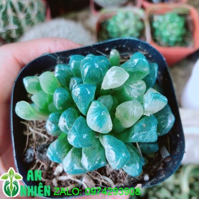 Cây Kim Cương 60k/chậu