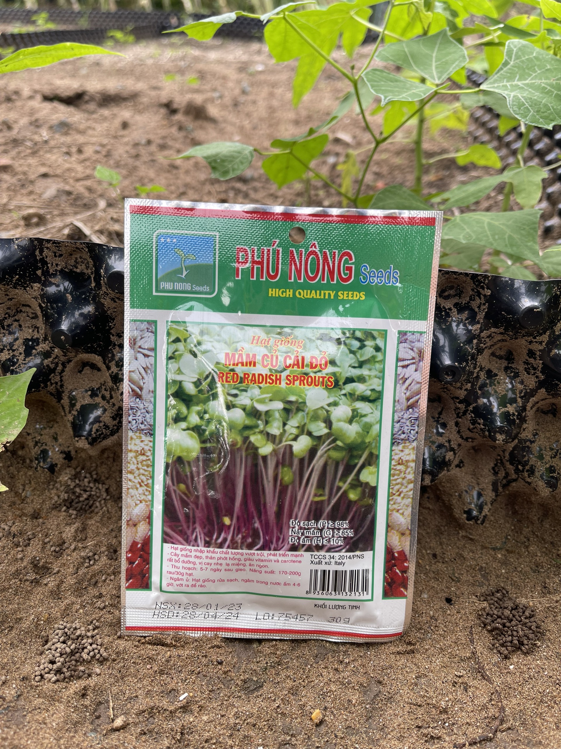 Hạt rau mầm củ cải đỏ gói 30 gram - Phú Nông tỷ lệ nẩy mầm cao