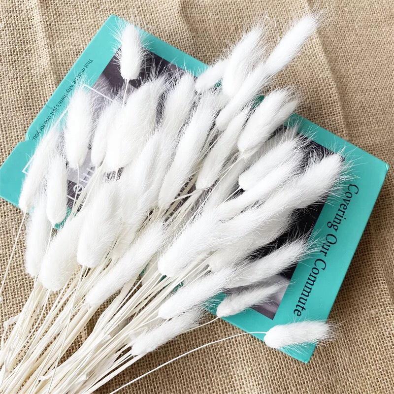 Bó 50-60 Cành Hoa Đuôi Thỏ Loại 1 - Hoa Khô Tuyệt Đẹp Decor Chụp Ảnh Trang Trí DIY HANDMADE