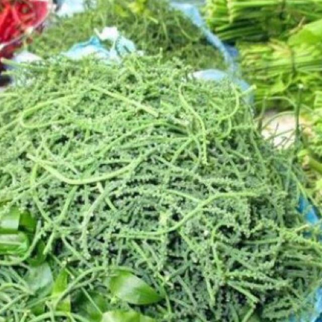 Cây rau ngót rừng cao 15-20 cm