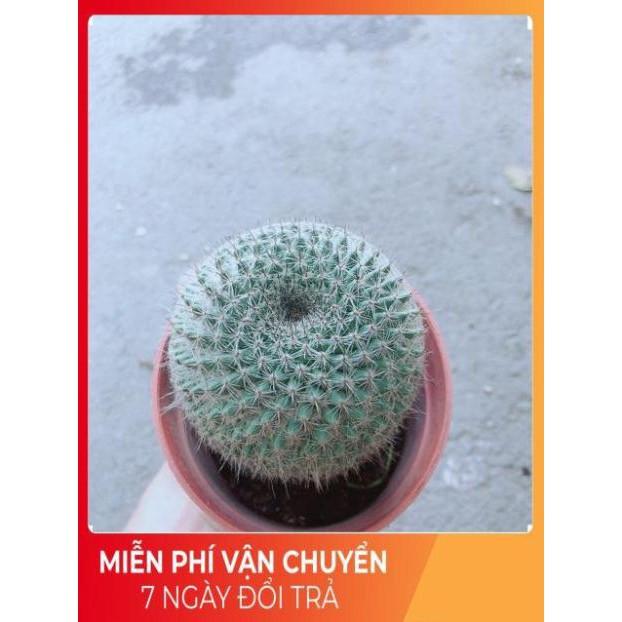 Xương Rồng Bánh Sinh Nhật