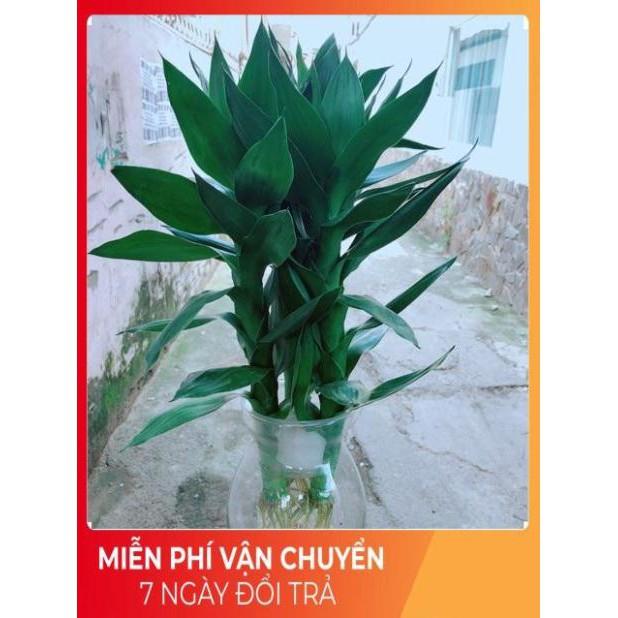 Chậu Phát Tài Búp Sen