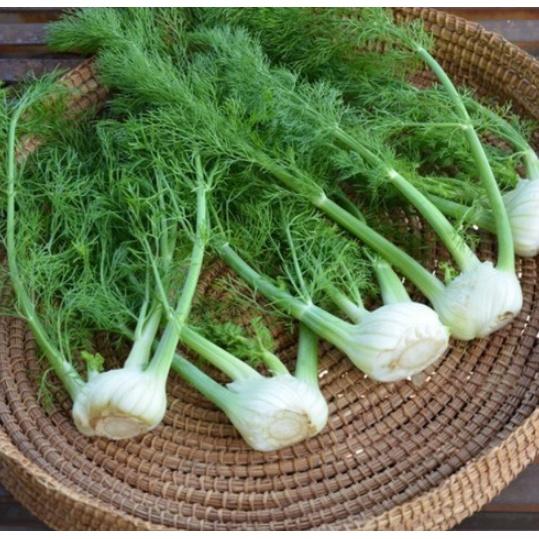 1gr hạt giống củ thì là giống Đức