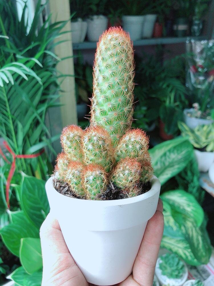 Chậu Xương Rồng Trụ