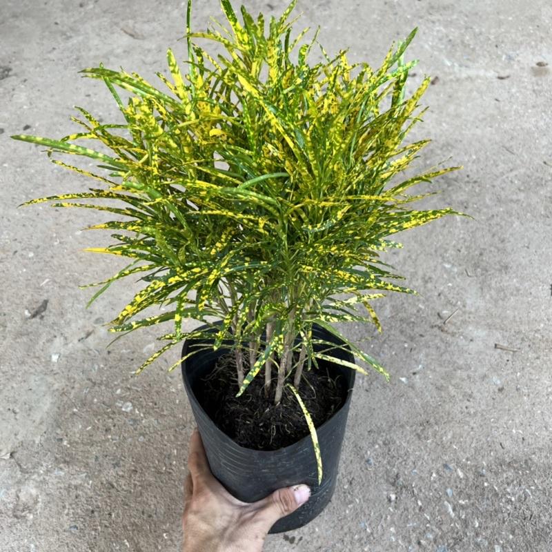 Cây cô tòng đuôi lươn cao 25-30cm, cây cảnh trang trang trí quán cà phê, ban công, sân vườn và ven tường