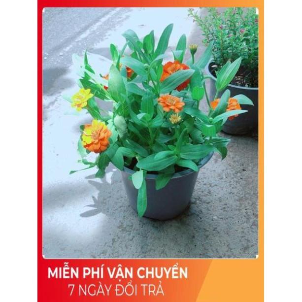 Hoa Cúc Duyên