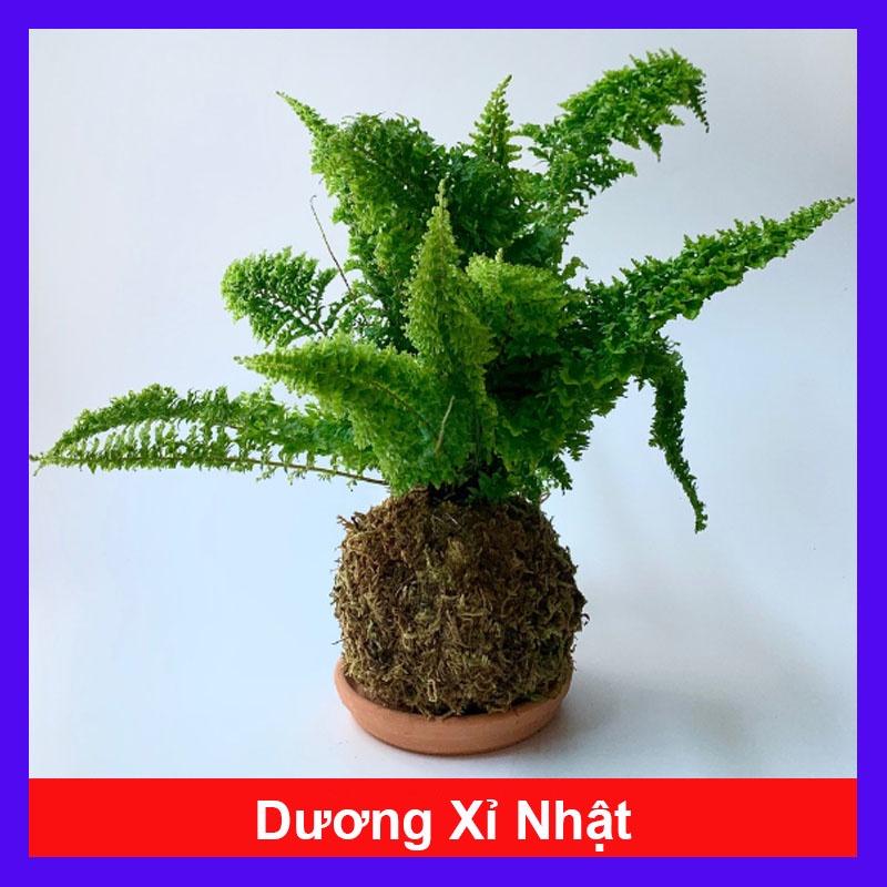 Cây Dương Xỉ Nhật - cây cảnh để bàn + tặng phân bón