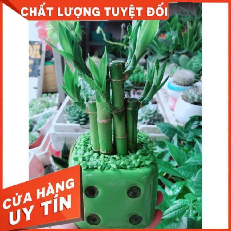 Chậu cây trúc phát tài Nhiều Người Mua